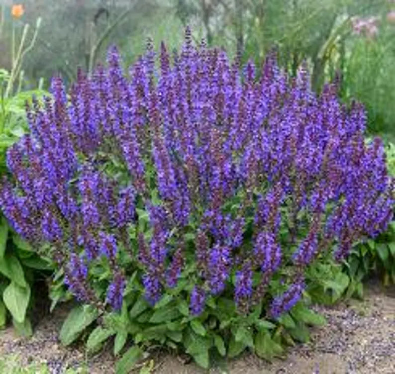 Salvia nemorosa 'Lyrical Blue'