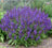 Salvia nemorosa 'Lyrical Blue'