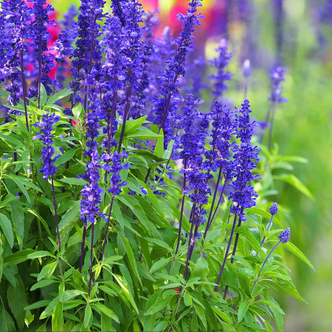 Salvia nemorosa 'Lyrical Blue'