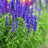 Salvia nemorosa 'Lyrical Blue'