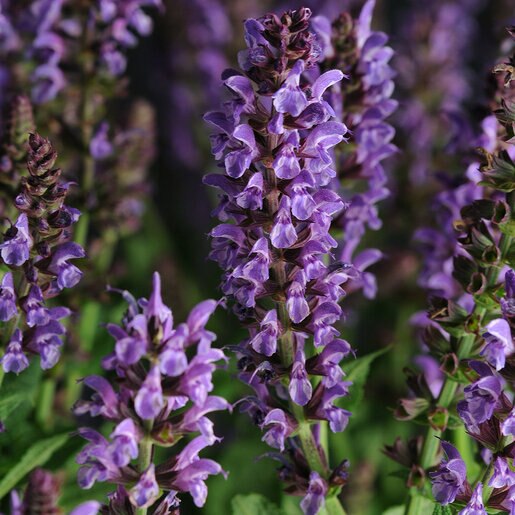 Salvia nemorosa 'Lyrical Blue'