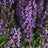 Salvia nemorosa 'Lyrical Blue'