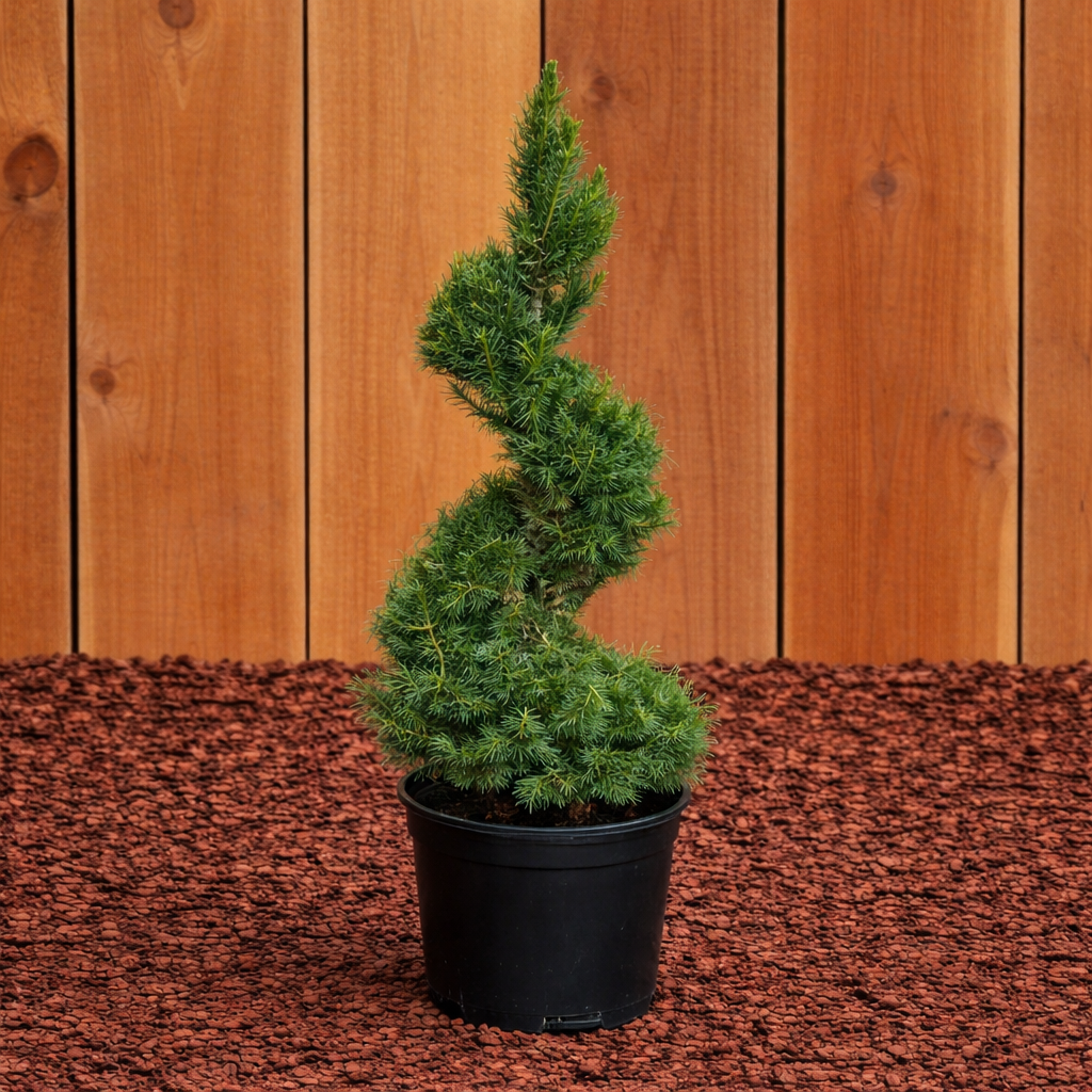 Spiral Dwarf Alberta Spruce