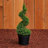 Spiral Dwarf Alberta Spruce