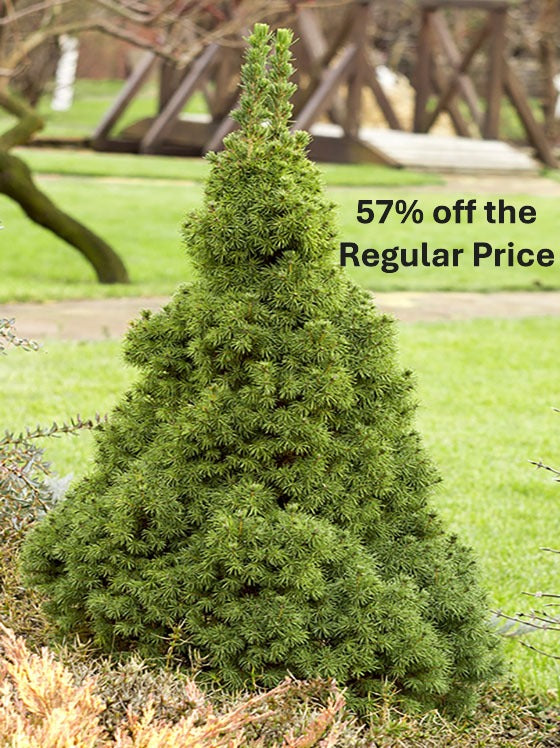 Alberta Spruce Dwarf