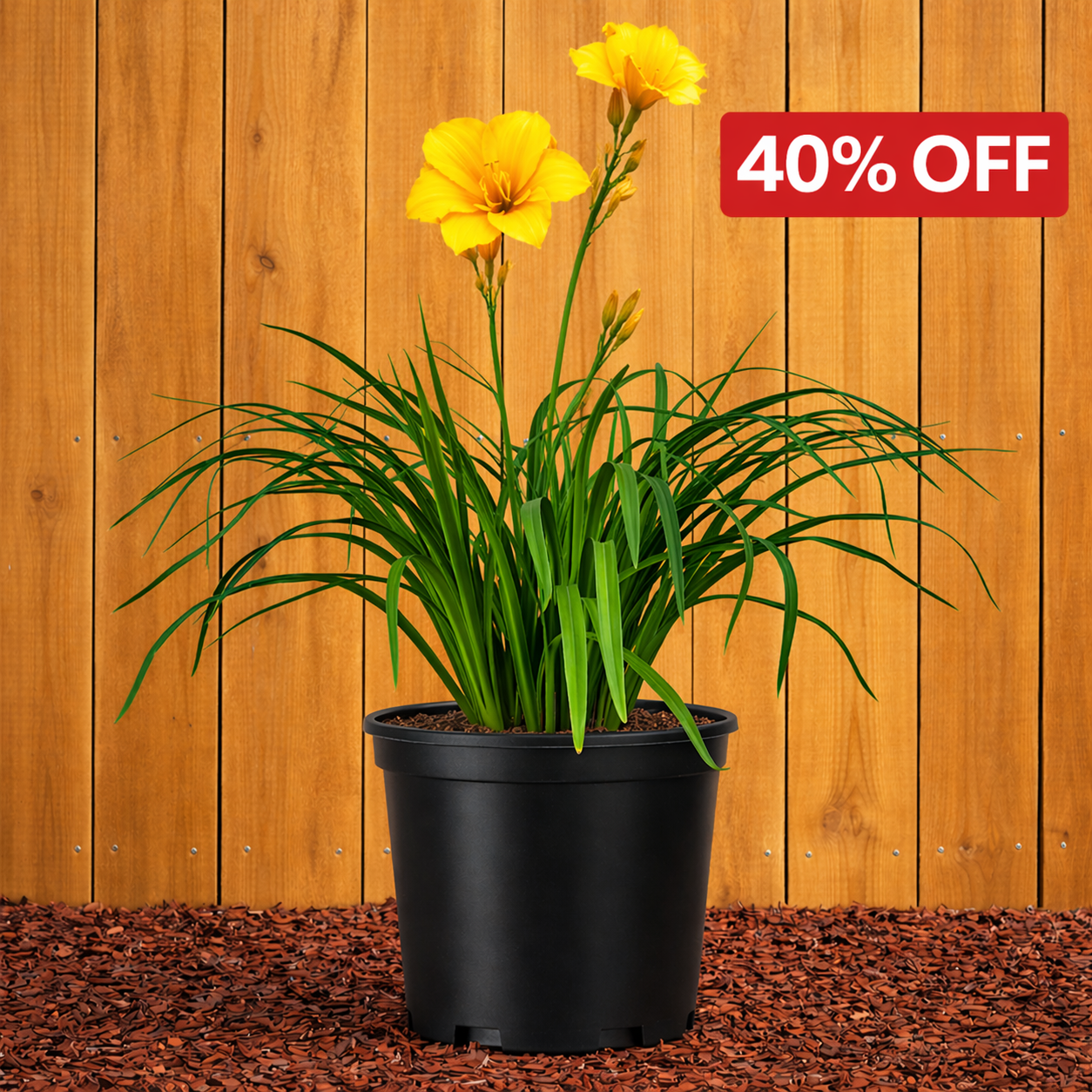 Stella de Oro Daylily