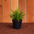 Western Sword Fern