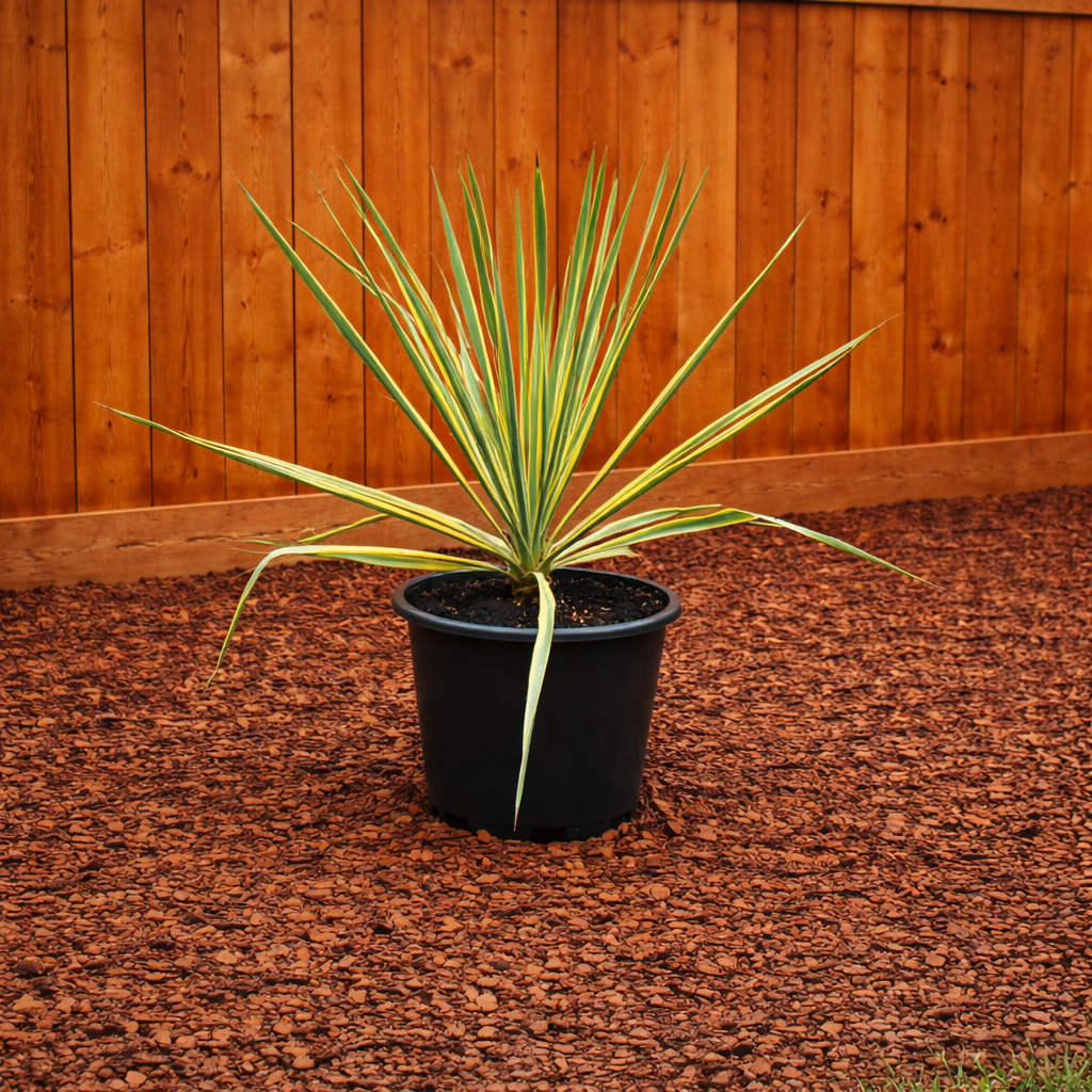 Yucca Bright Edge