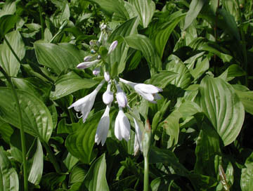 Hosta Royal Standard