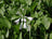 Hosta Royal Standard