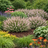Heather Mediterranean Pink