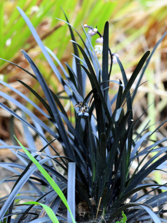 Grass Black Mondo (1 gal 3 pack)