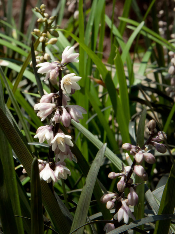 Grass Black Mondo