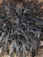 Grass Black Mondo