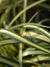 Grass Carex Evergold