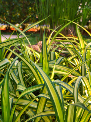 Grass Carex Evergold