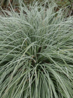 Grass Carex Evergold