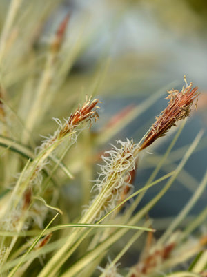 Grass Carex Evergold