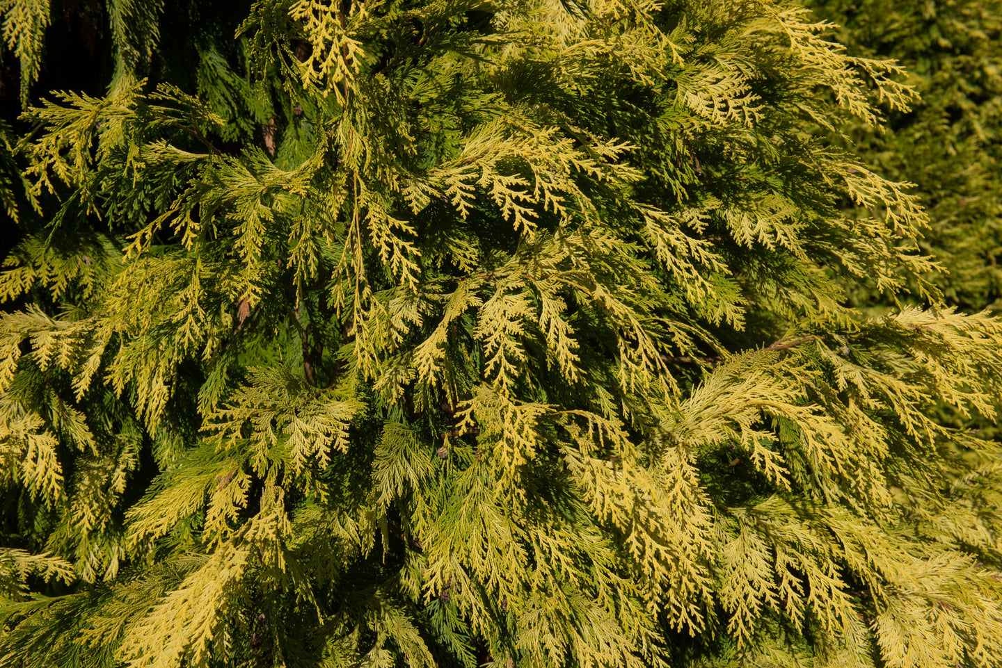 Cypress Vintage Gold