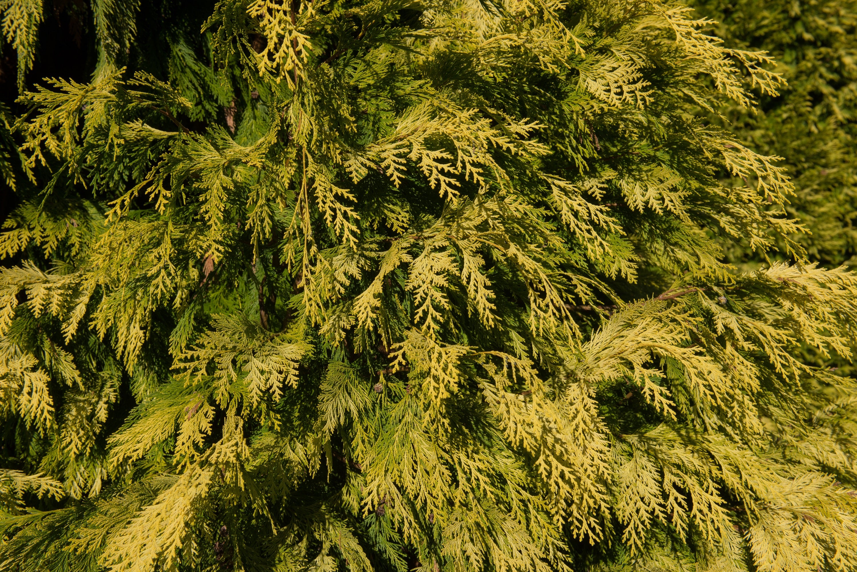 Cypress Vintage Gold