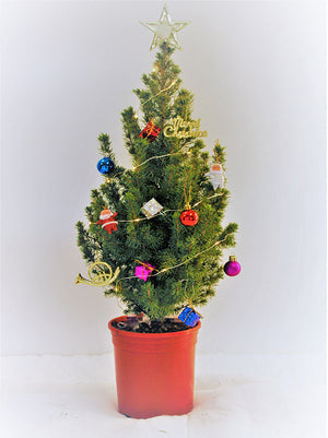30" Live Tabletop Christmas Tree Trim-a-Tree Kit