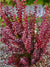 Barberry Crimson Pygmy