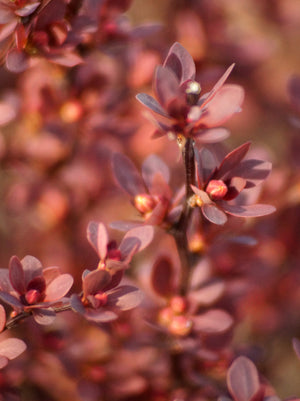 Barberry Crimson Pygmy