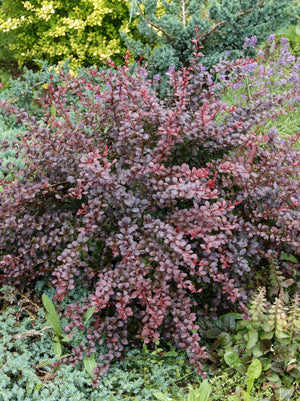 Barberry Crimson Pygmy