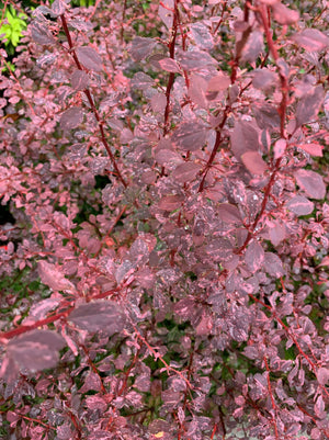 Barberry Crimson Pygmy