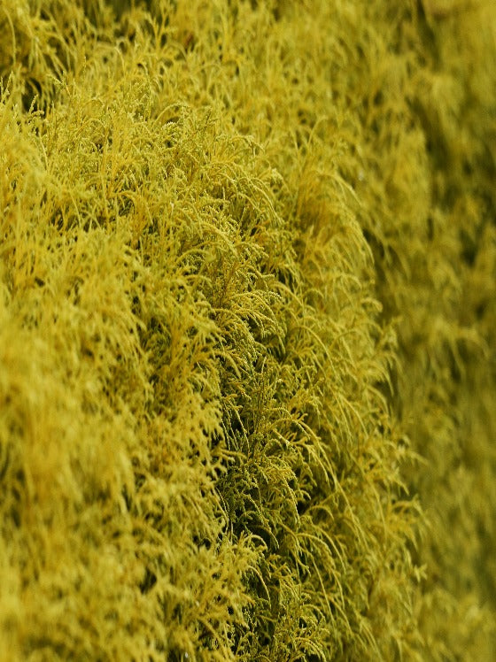 Cypress King's Gold