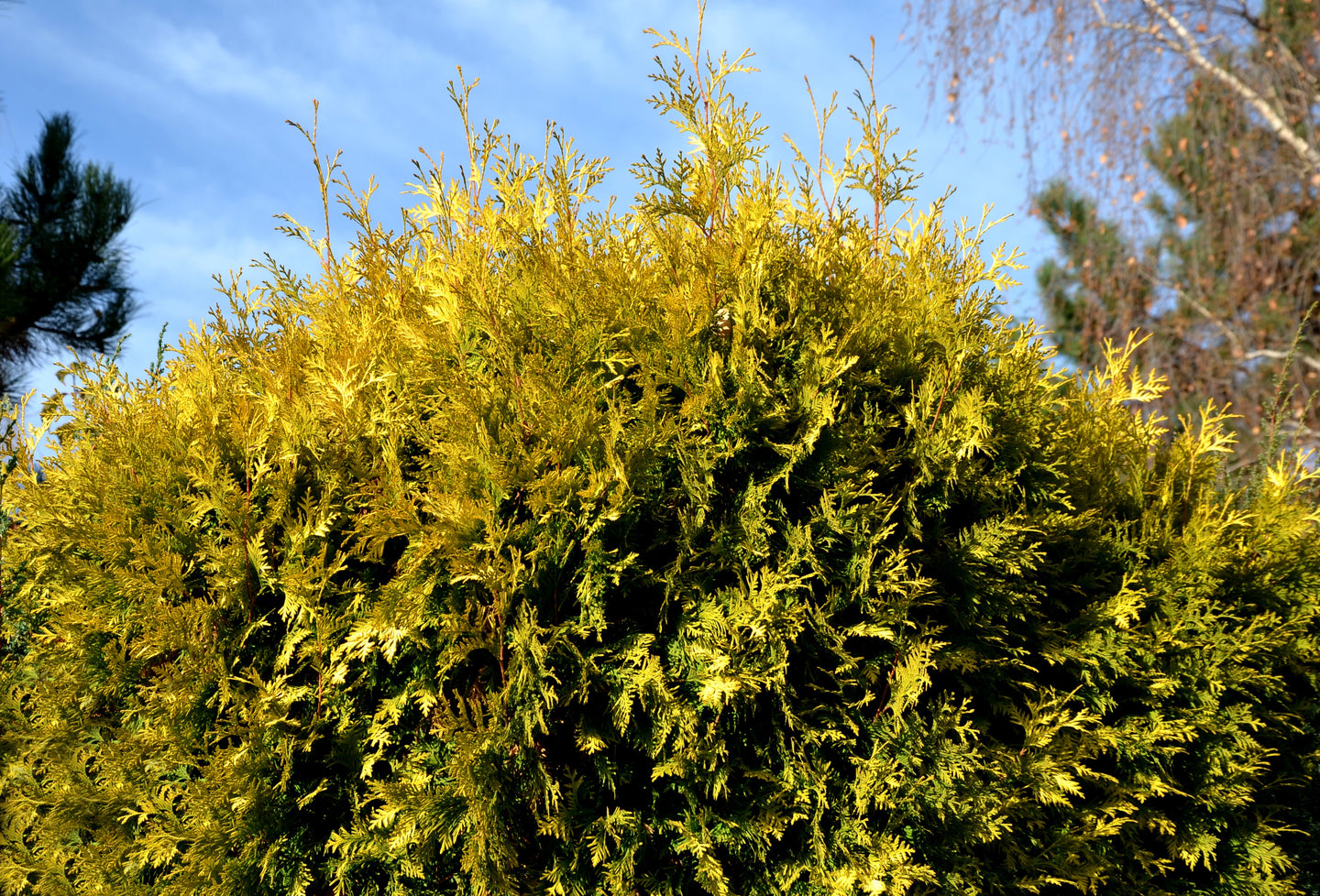 Cypress Vintage Gold