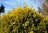 Cypress Vintage Gold
