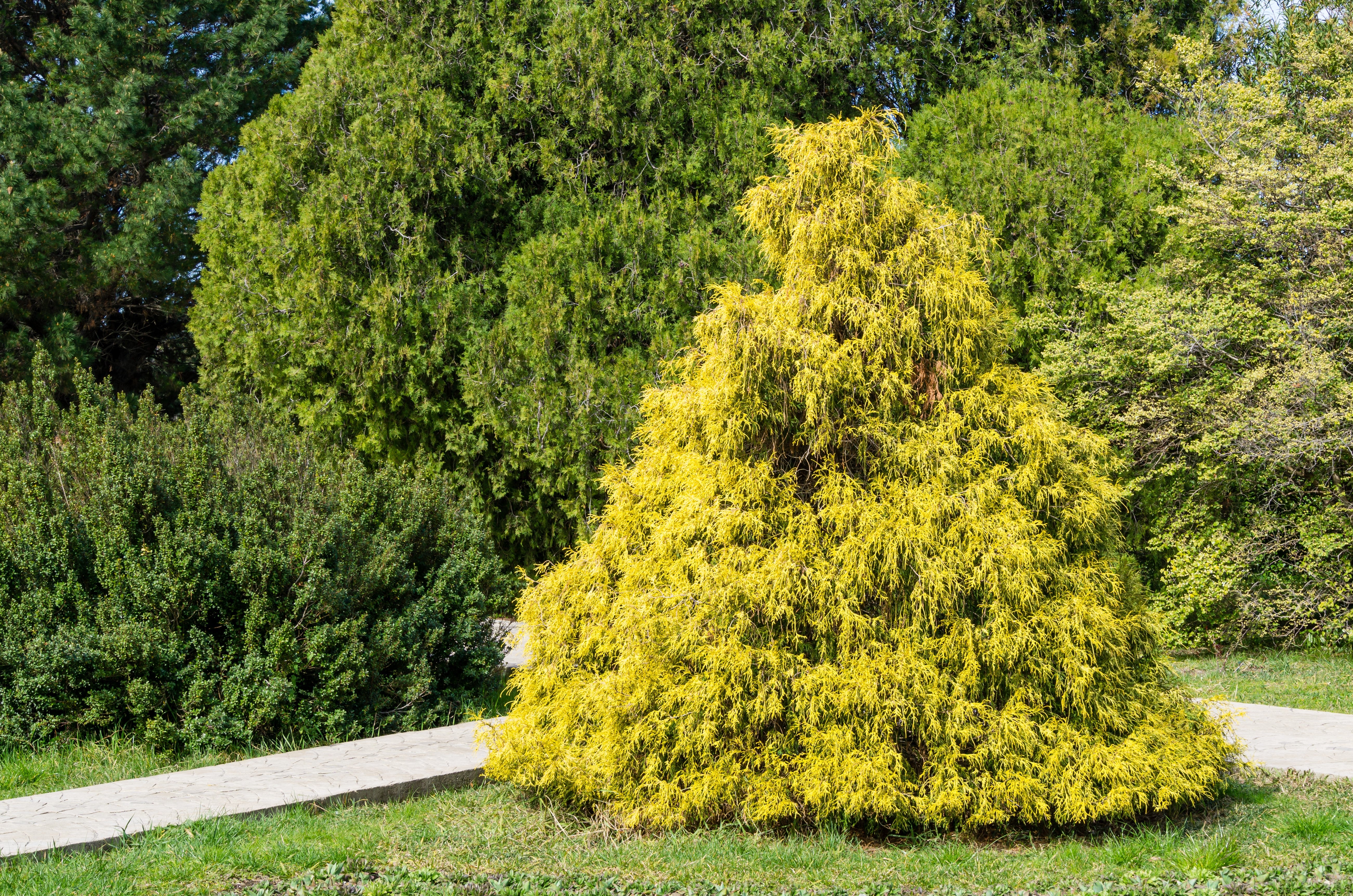 Cypress Vintage Gold