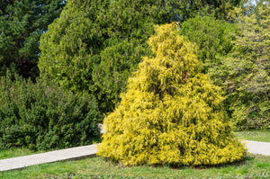 Cypress Vintage Gold