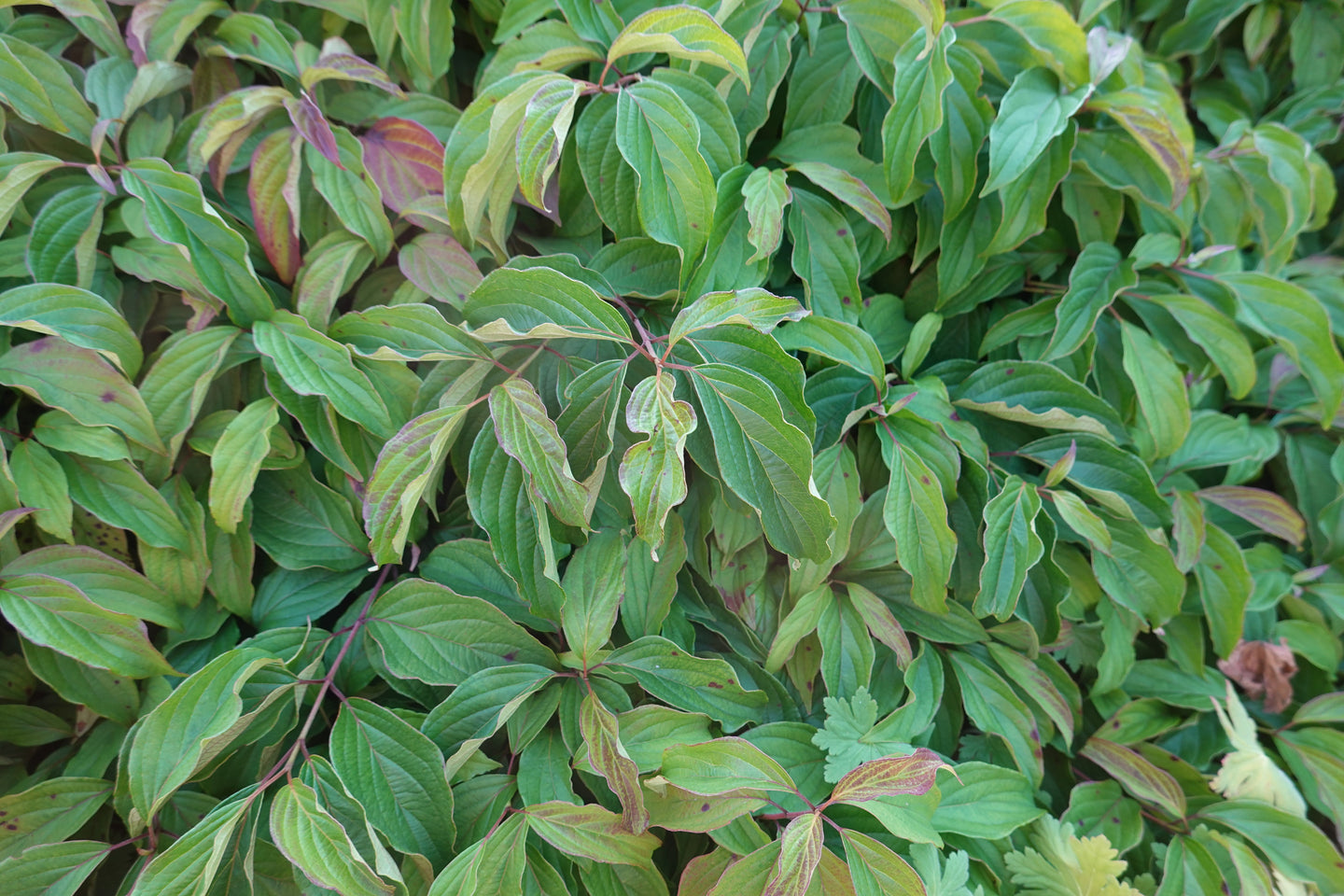 Dogwood Kelseyi