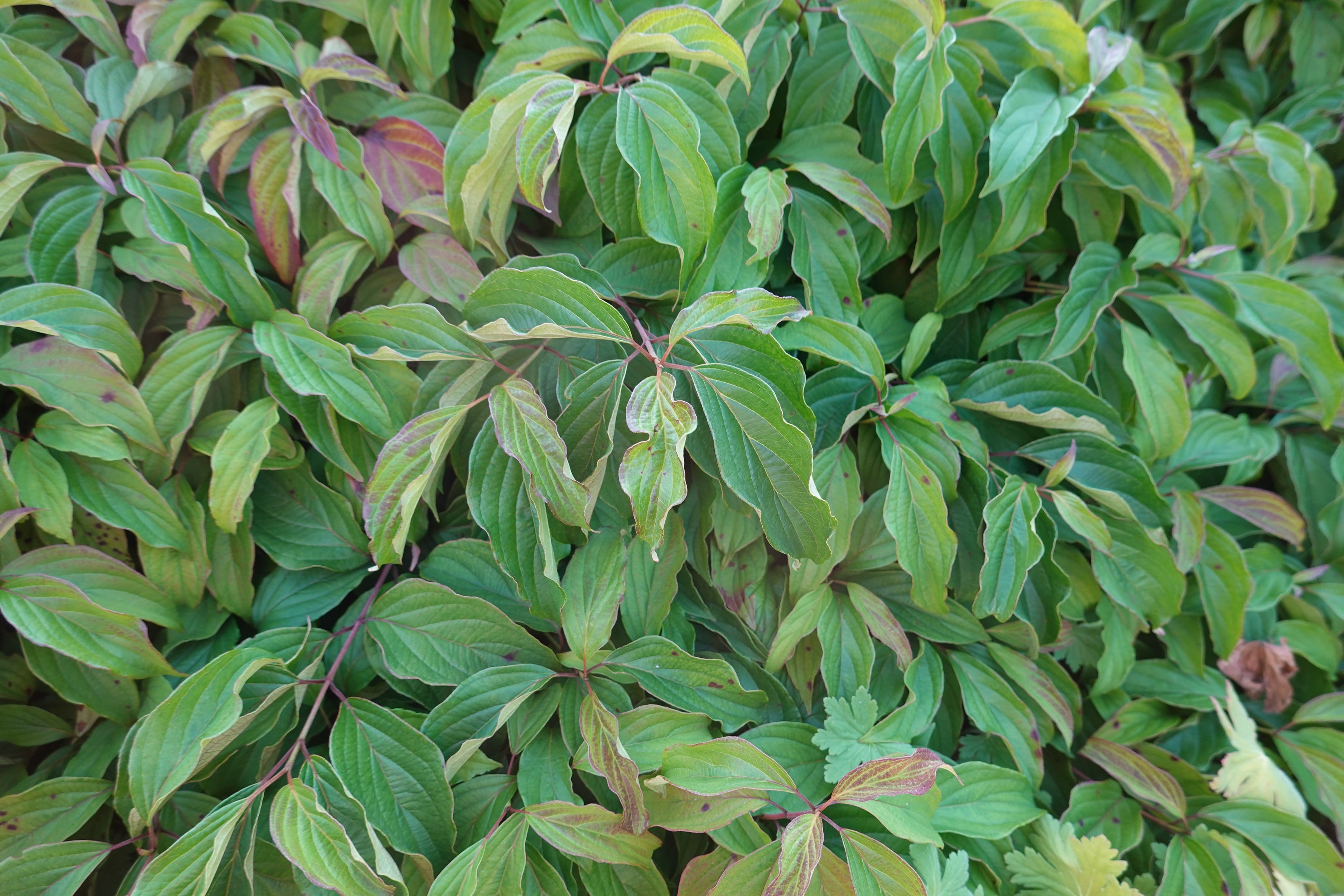 Dogwood Kelseyi