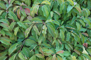 Dogwood Kelseyi
