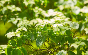 Dogwood Kelseyi