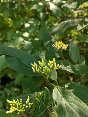 Dogwood Kelseyi