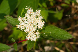 Dogwood Kelseyi