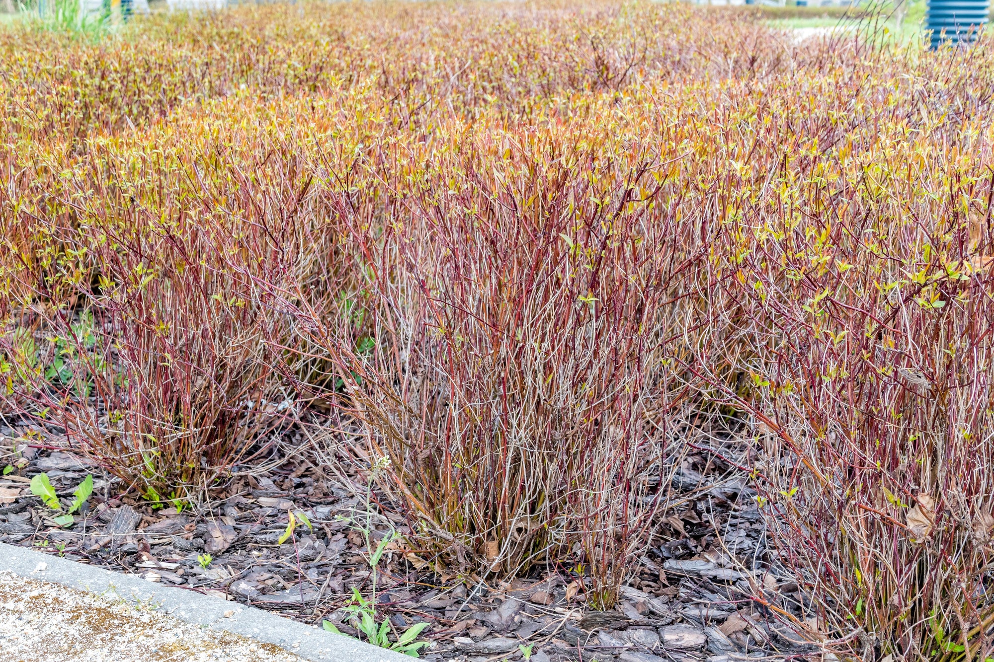 Dogwood Kelseyi