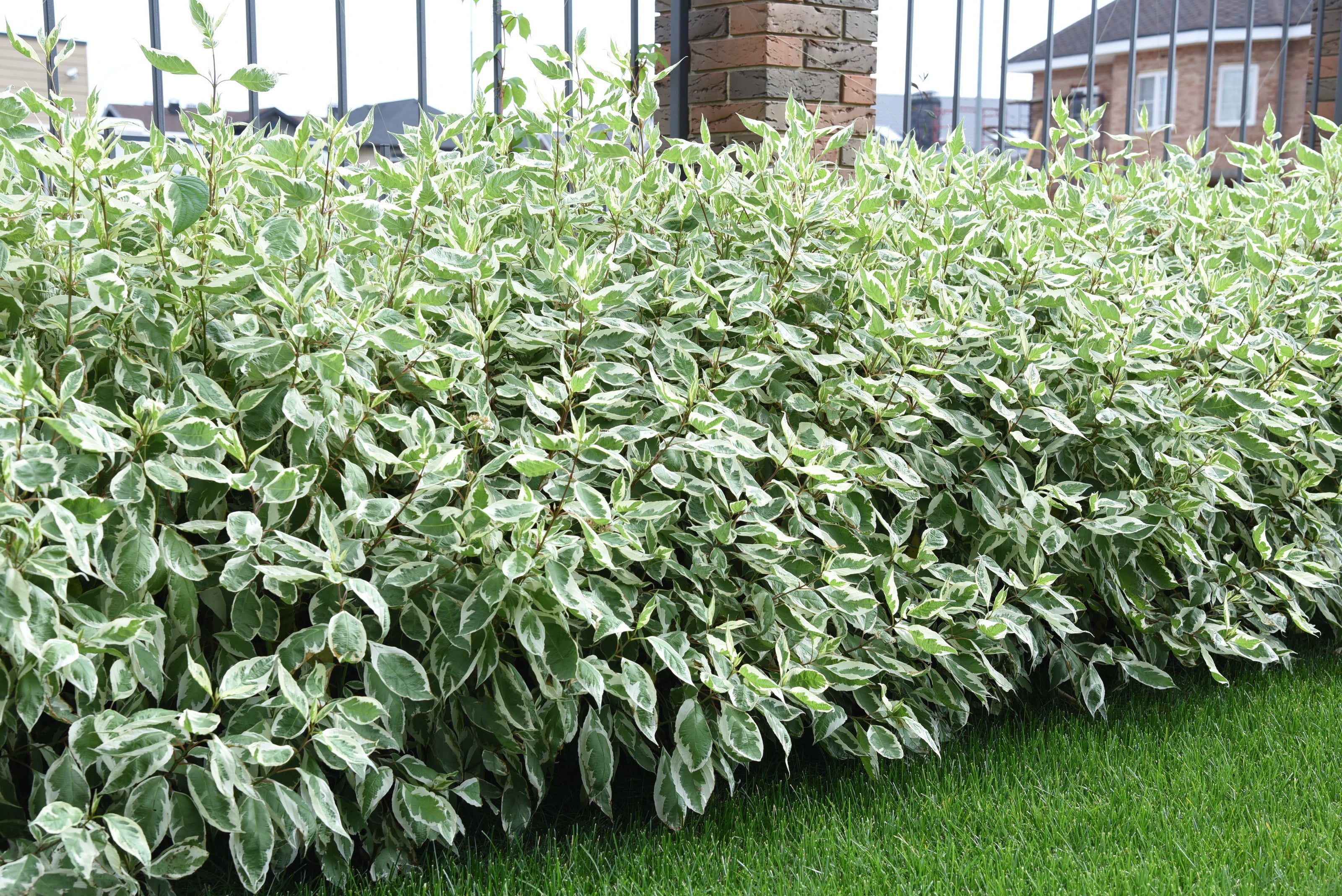 Dogwood Variegated