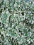 Euonymus Emerald Gaiety