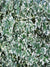 Euonymus Emerald Gaiety