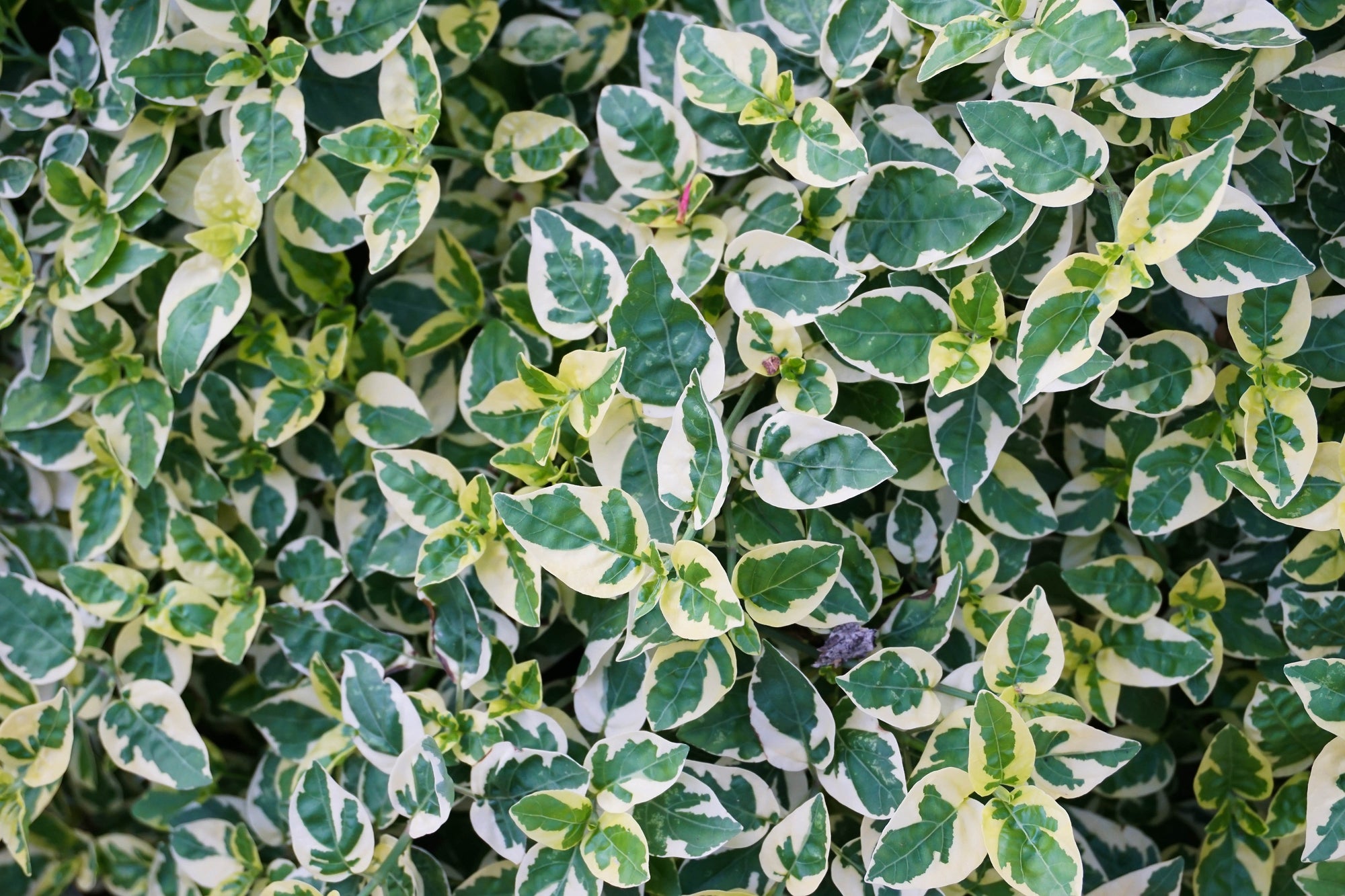 Euonymus Emerald Gaiety Providence Nursery euonymus-emerald-gaiety-providence-nursery