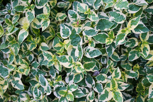 Euonymus Emerald Gaiety