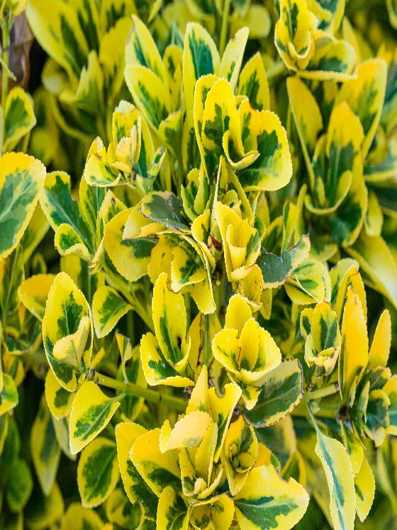 Euonymus Emerald 'n Gold