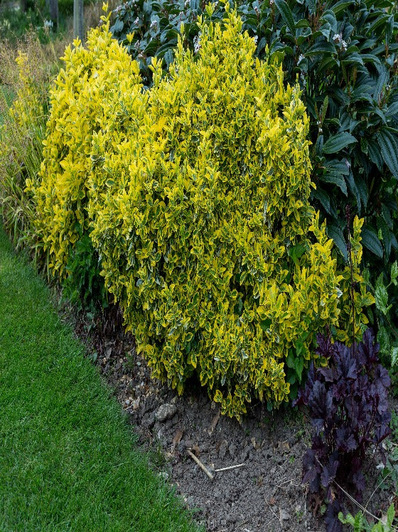 Euonymus Emerald 'n Gold