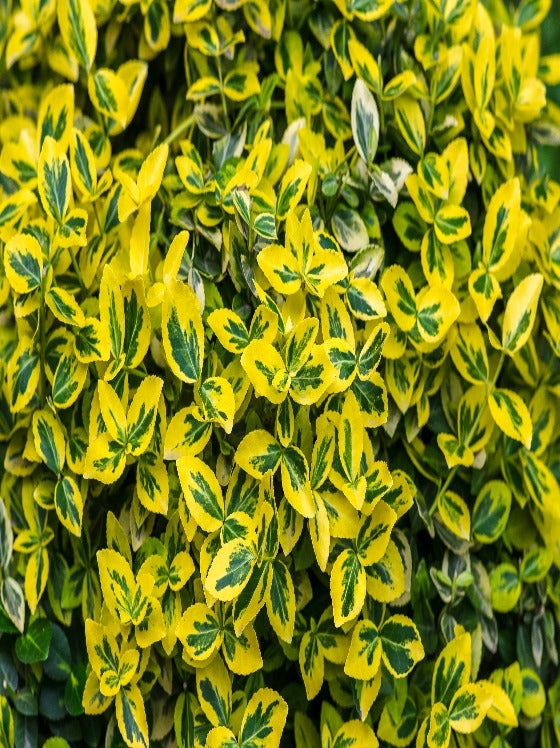 Euonymus Emerald 'n Gold