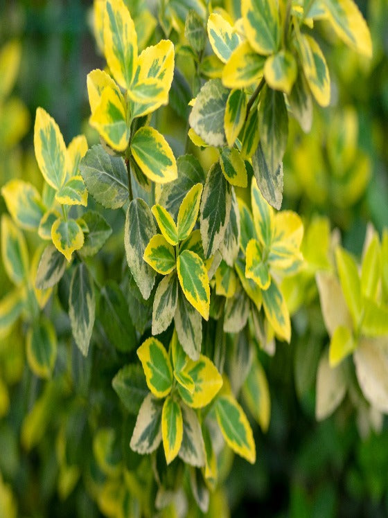 Euonymus Emerald 'n Gold